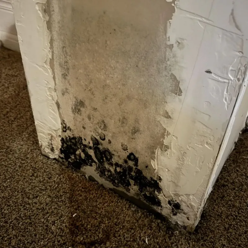 Professional Mold Removal in Cottonwood Shores, TX